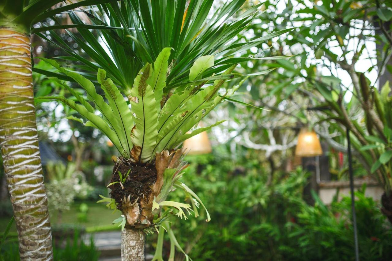 Alas Petulu Villa Resort And Spa Ubud  Luaran gambar
